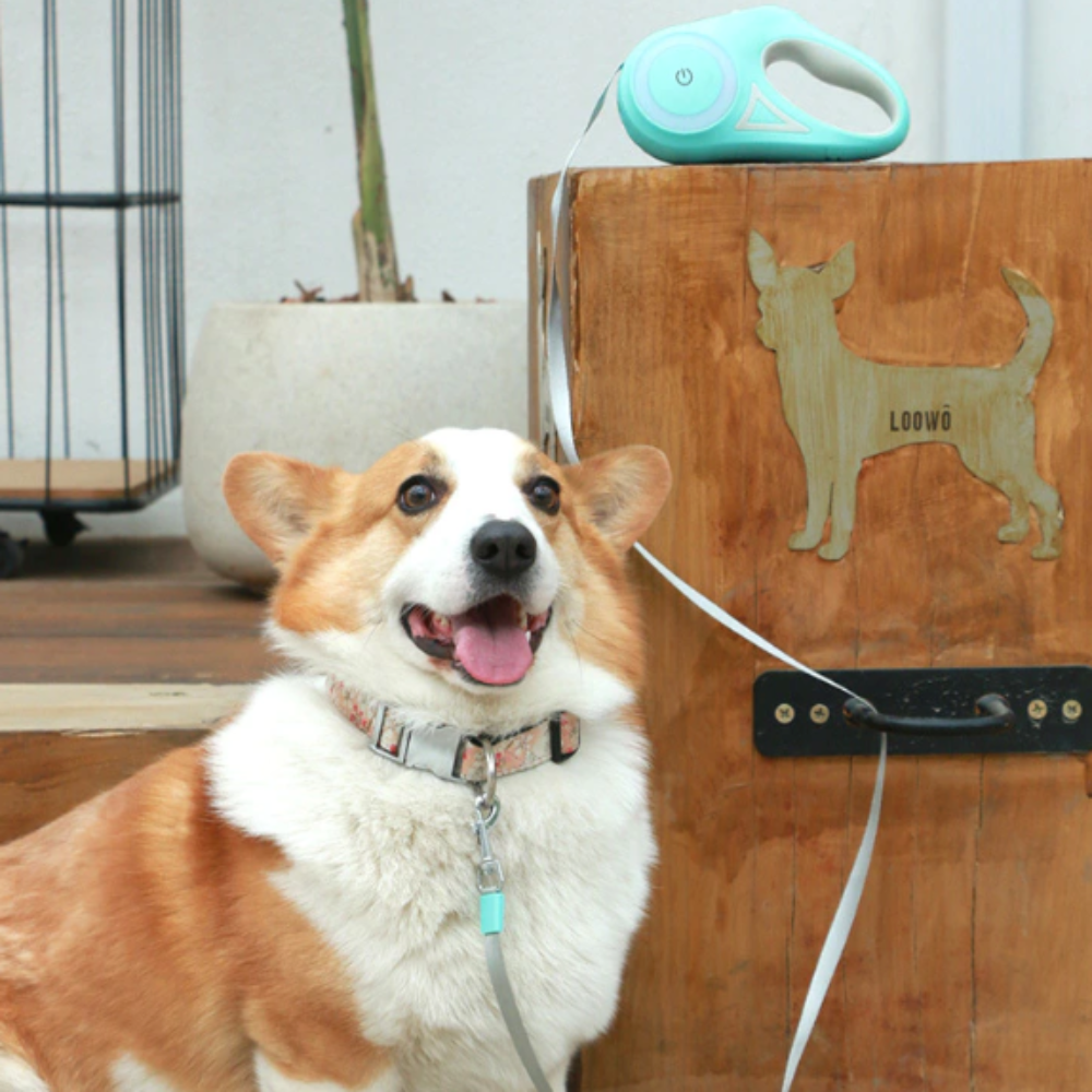 Automatic Retractable Lighting Dog Leash with LED Light & RGB Ring